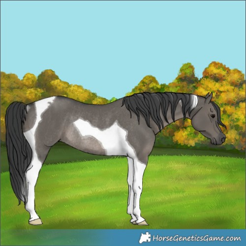 Horse Color:Grullo Tobiano Rabicano