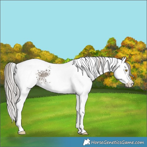Horse Color:White Spotted Silver Grullo Splash Tobiano Rabicano 