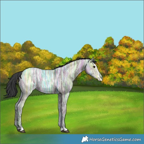 Horse Color:Grullo Ice 