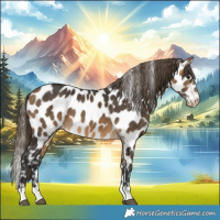 Horse Color:Buckskin Appaloosa 