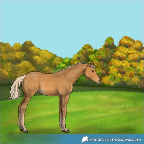 Horse Color:Palomino 