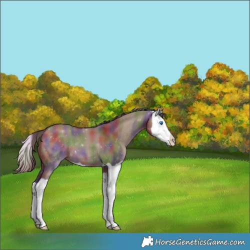 Horse Color:Nacre Liver Red Dun Splash 