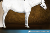 Horse Color:White Spotted Buckskin Roan Splash Near Leopard Rabicano 