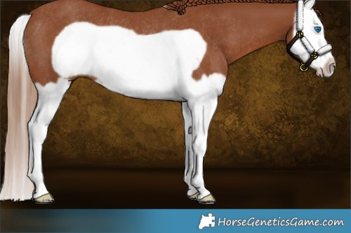 Horse Color:Chestnut Splash Frame Rabicano 