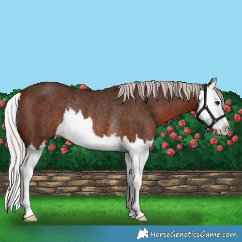 Horse Color:Silver Brown Splash Rabicano 