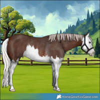 Horse Color:Silver Brown Splash Rabicano