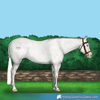 Horse Color:Silver Amber Champagne Pearl Dun Tobiano Appaloosa Rabicano and Silver Amber Champagne Pearl Dun Tobiano Appaloosa Rabicano