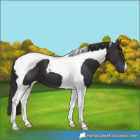 Horse Color:Smoky Black Tobiano 