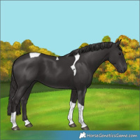 Horse Color:Smoky Black Tobiano 