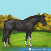 Horse Color:Smoky Black Tobiano 