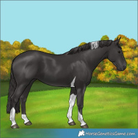 Horse Color:Smoky Black Tobiano
