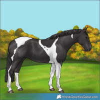 Horse Color:Smoky Black Tobiano 