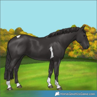 Horse Color:Smoky Black Tobiano