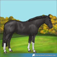 Horse Color:Smoky Black Tobiano