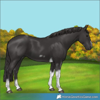 Horse Color:Smoky Black Tobiano Frame 