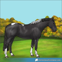 Horse Color:Smoky Black Tobiano 