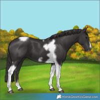 Horse Color:Smoky Black Tobiano Frame 