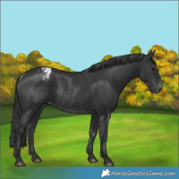 Horse Color:Black Appaloosa Rabicano 