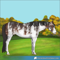 Horse Color:White Spotted Bay 