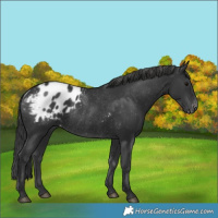 Horse Color:Black Appaloosa Rabicano 