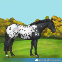 Horse Color:Black Appaloosa Rabicano 