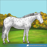 Horse Color:Black Appaloosa Rabicano 