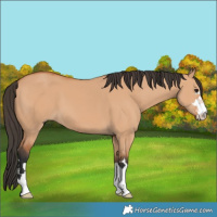 Horse Color:Bay Dun