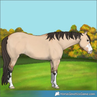 Horse Color:Bay Dun 