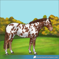 Horse Color:Chestnut Tobiano Near Leopard
