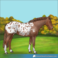 Horse Color:Chestnut Tobiano Appaloosa