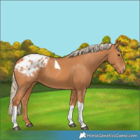 Horse Color:Chestnut Tobiano Appaloosa 