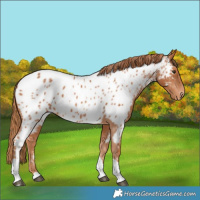 Horse Color:Chestnut Tobiano Near Leopard 