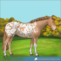 Horse Color:Chestnut Tobiano Near Leopard