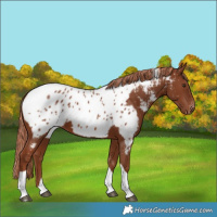 Horse Color:Chestnut Tobiano Near Leopard