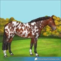 Horse Color:Bay Tobiano Near Leopard 