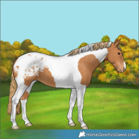 Horse Color:Chestnut Tobiano Appaloosa