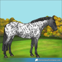 Horse Color:Blue Roan Near Leopard 