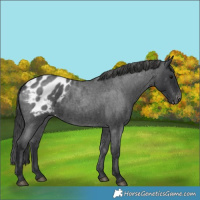 Horse Color:Blue Roan Appaloosa 