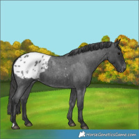 Horse Color:Blue Roan Appaloosa 