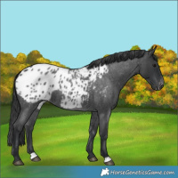 Horse Color:Blue Roan Appaloosa 