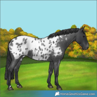 Horse Color:Blue Roan Appaloosa 