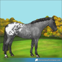 Horse Color:Blue Roan Appaloosa 