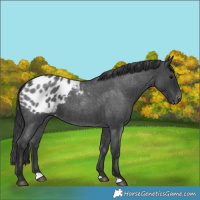 Horse Color:Blue Roan Appaloosa 