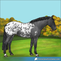 Horse Color:Blue Roan Near Leopard