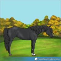 Horse Color:Black 