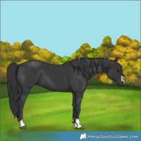 Horse Color:Black 