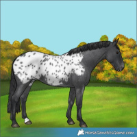 Horse Color:Blue Roan Appaloosa 