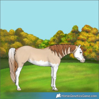 Horse Color:Red Dun Splash 