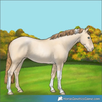 Horse Color:Buckskin Pearl Dun Tobiano Rabicano
