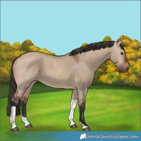 Horse Color:Bay Dun Tobiano Rabicano 